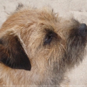 Photo de Border terrier