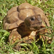 Photo de Tortue