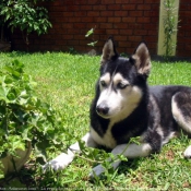 Photo de Husky siberien