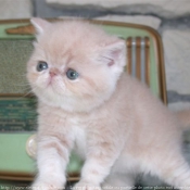 Photo d'Exotic shorthair