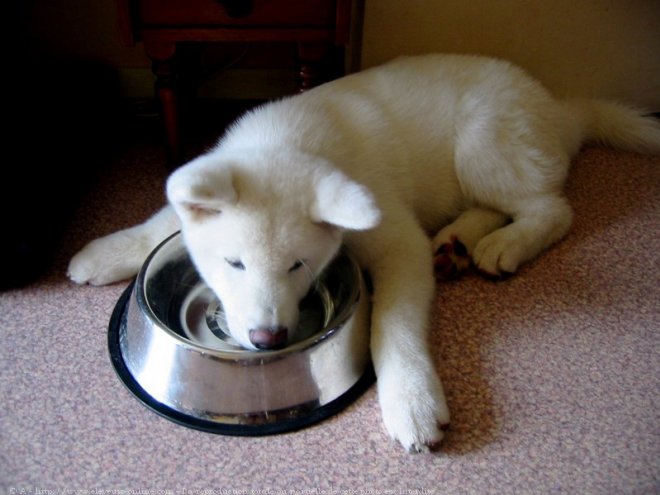 Photo d'Akita inu