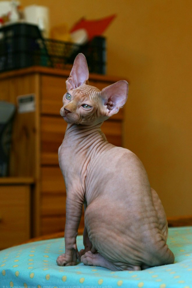 Photo de Sphynx