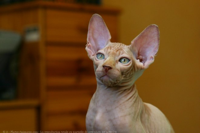 Photo de Sphynx