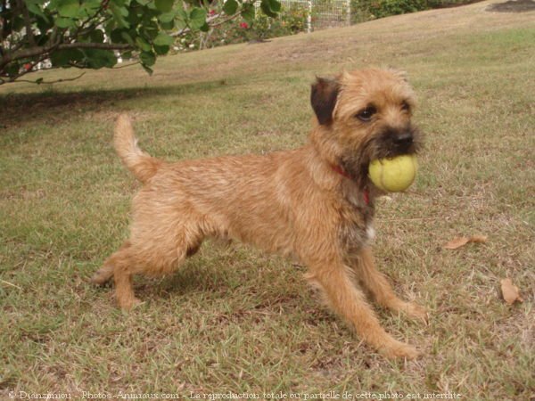 Photo de Border terrier