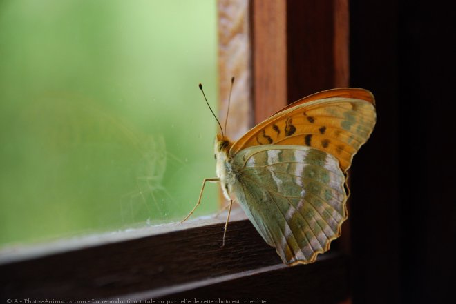 Photo de Papillon