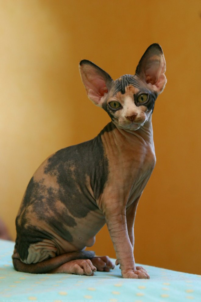 Photo de Sphynx