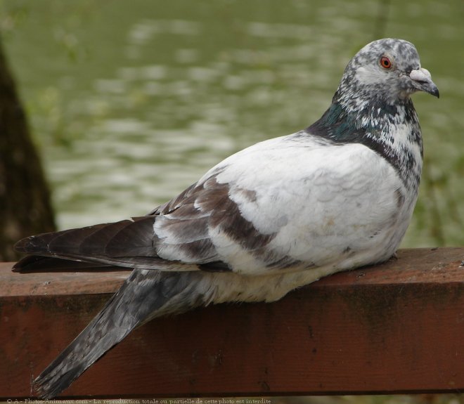 Photo de Pigeon