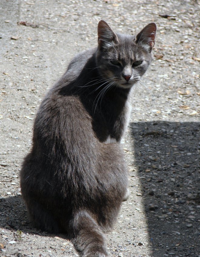 Photo de Chat domestique