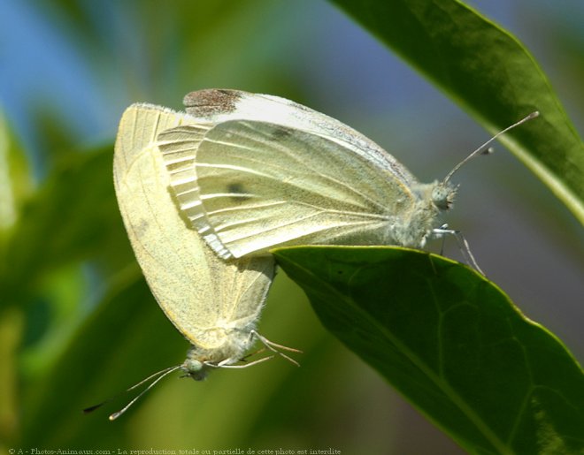 Photo de Papillon