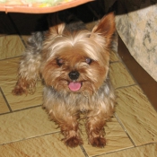 Photo de Yorkshire terrier