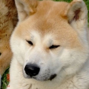 Photo d'Akita inu