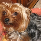 Photo de Yorkshire terrier