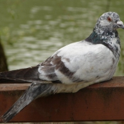 Photo de Pigeon