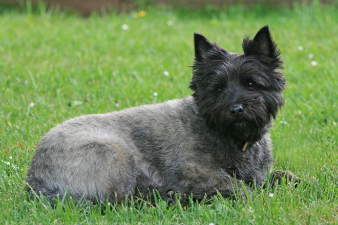 Photo de Cairn terrier