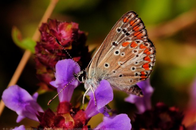 Photo de Papillon