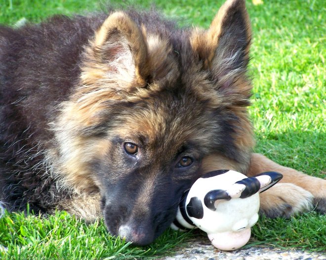 Photo de Berger allemand  poil court