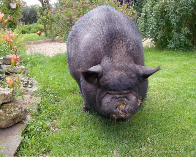 Photo de Cochon