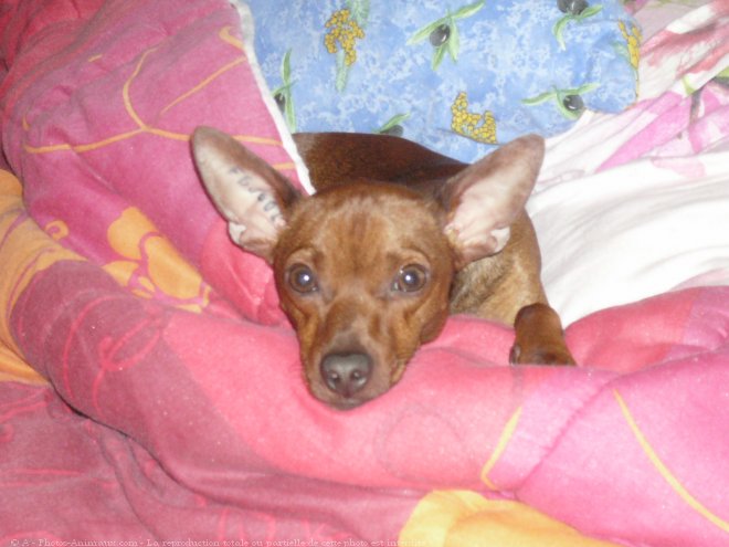 Photo de Pinscher nain