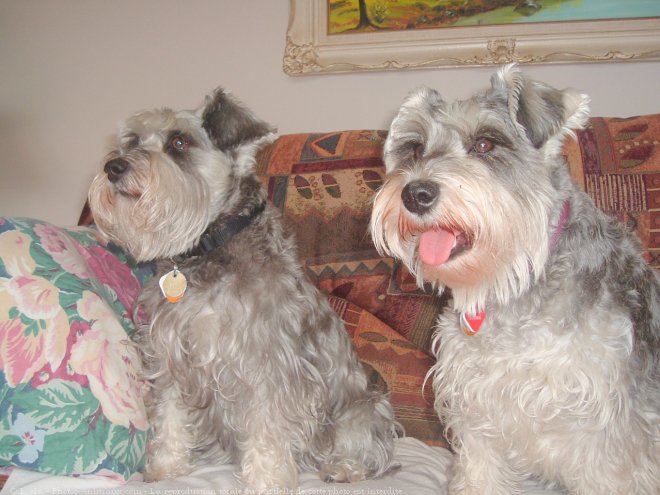 Photo de Schnauzer nain