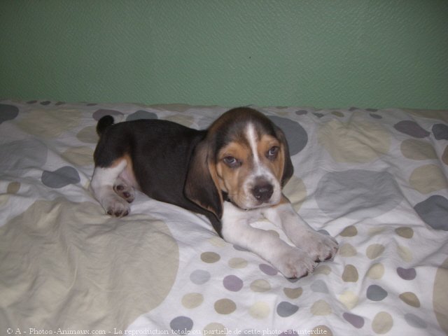 Photo de Beagle