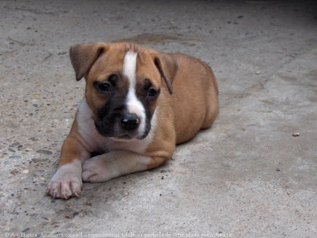 Photo d'American staffordshire terrier