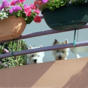 Photo de West highland white terrier