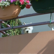 Photo de West highland white terrier