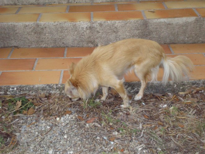 Photo de Chihuahua  poil long