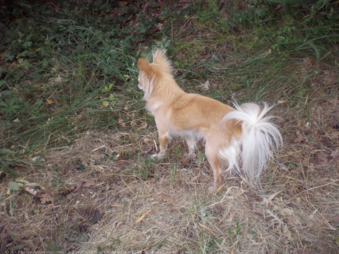 Photo de Chihuahua  poil long