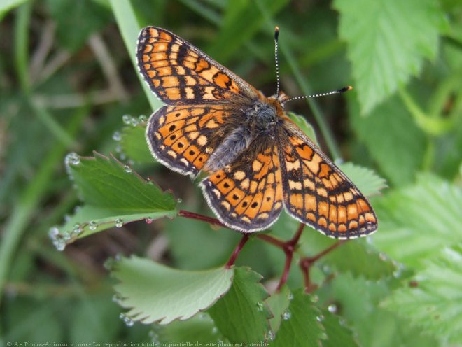 Photo de Papillon