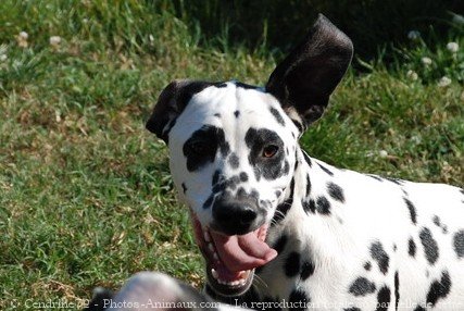 Photo de Dalmatien