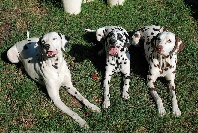 Photo de Dalmatien