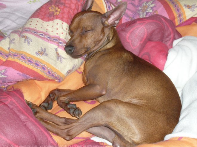 Photo de Pinscher nain