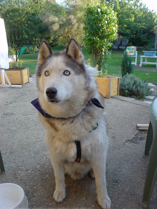 Photo de Husky siberien