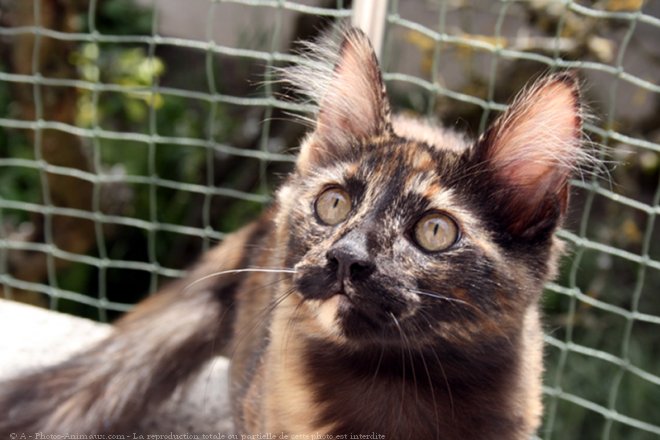 Photo d'Angora turc