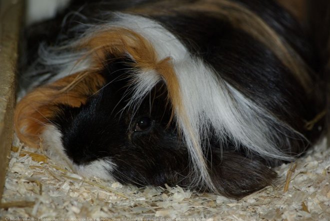 Photo de Cochon d'inde - shelty