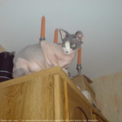 Photo de Sphynx