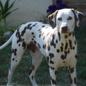 Photo de Dalmatien