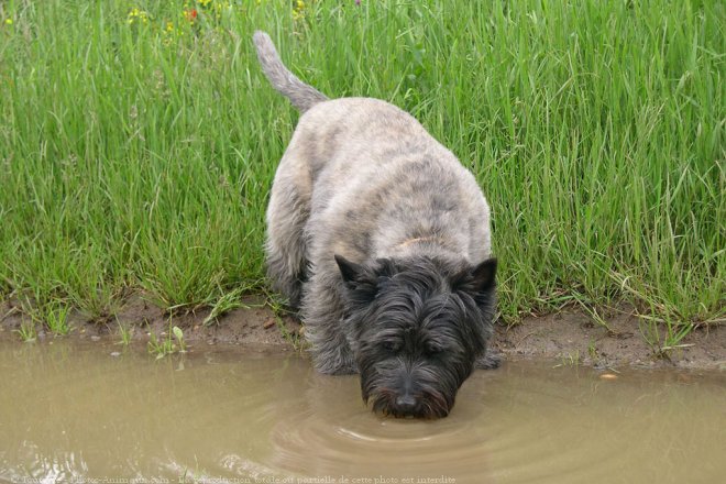 Photo de Cairn terrier