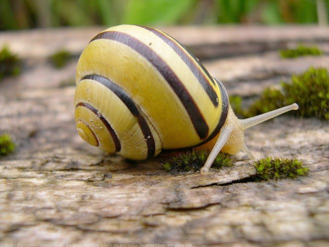 Photo d'Escargot