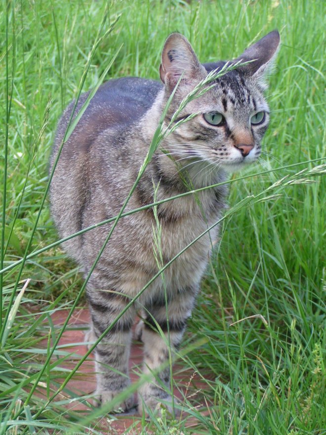 Photo de Chat domestique