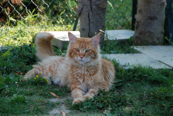 Photo de Maine coon