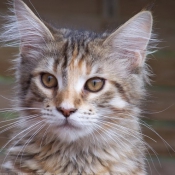 Photo de Maine coon