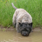 Photo de Cairn terrier