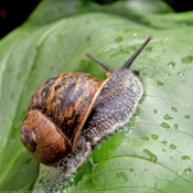 Photo d'Escargot