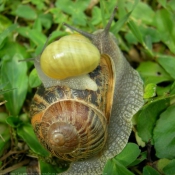 Photo d'Escargot