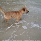 Photo de Border terrier