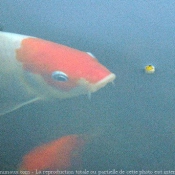 Photo de Poissons exotiques