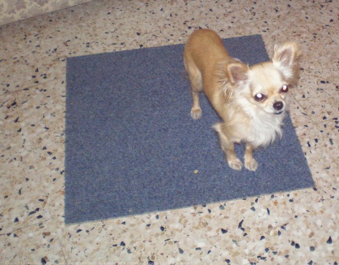 Photo de Chihuahua  poil long