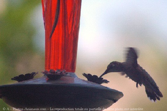 Photo de Colibri